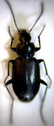Réf. 273 686 : Agonum sp.